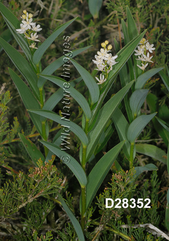 Maianthemum-stellatum