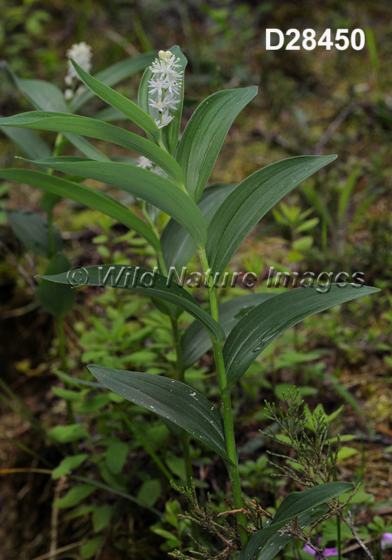 Maianthemum-stellatum