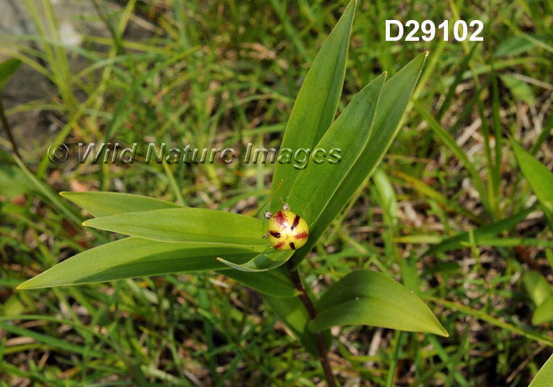 Maianthemum-stellatum
