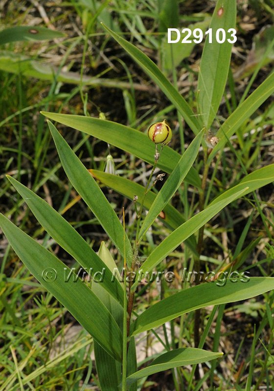 Maianthemum-stellatum