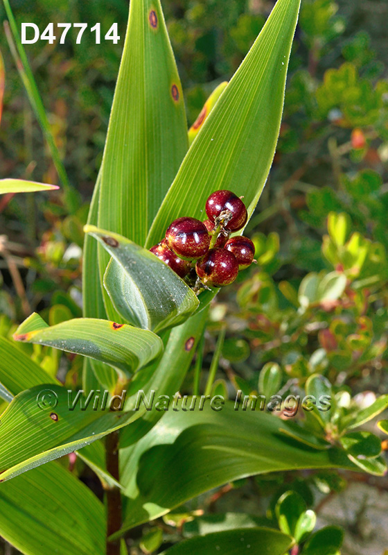 Maianthemum-stellatum