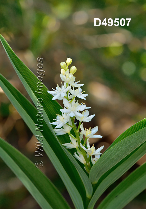 Maianthemum-stellatum