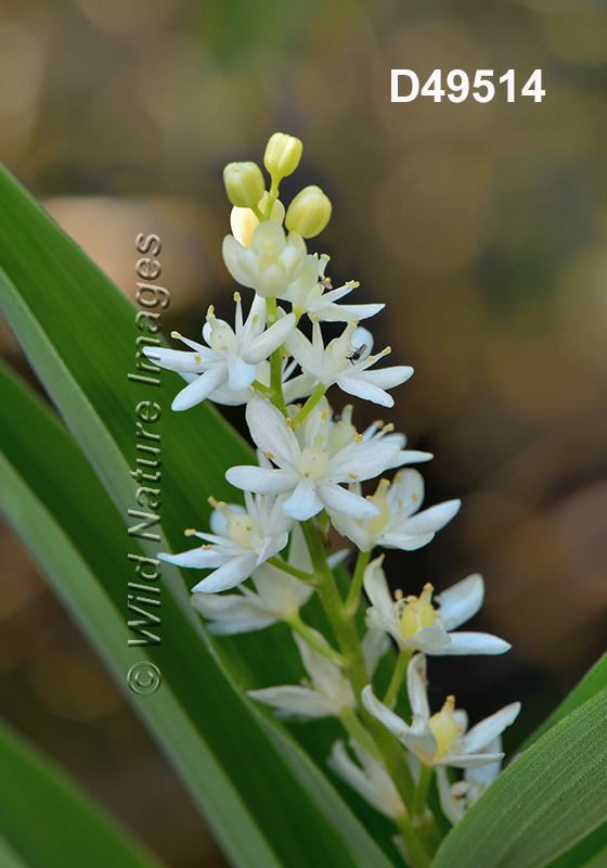 Maianthemum-stellatum