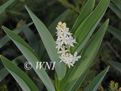 Maianthemum stellatum
