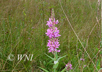Lythraceae (Loosestrife)