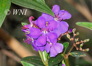 Melastomataceae (Melastome)