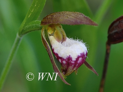 Cypripedium-arietinum Ram's-head-lady's-slipper