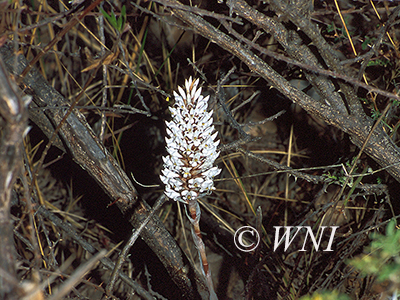 Porphyrostachys-parviflora