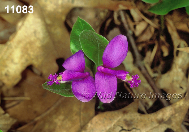 Polygala-paucifolia