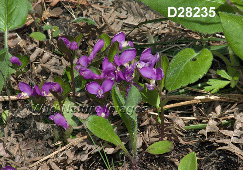Polygala-paucifolia