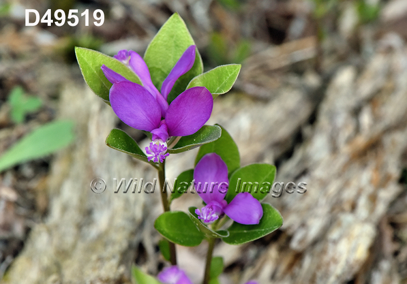 Polygala-paucifolia