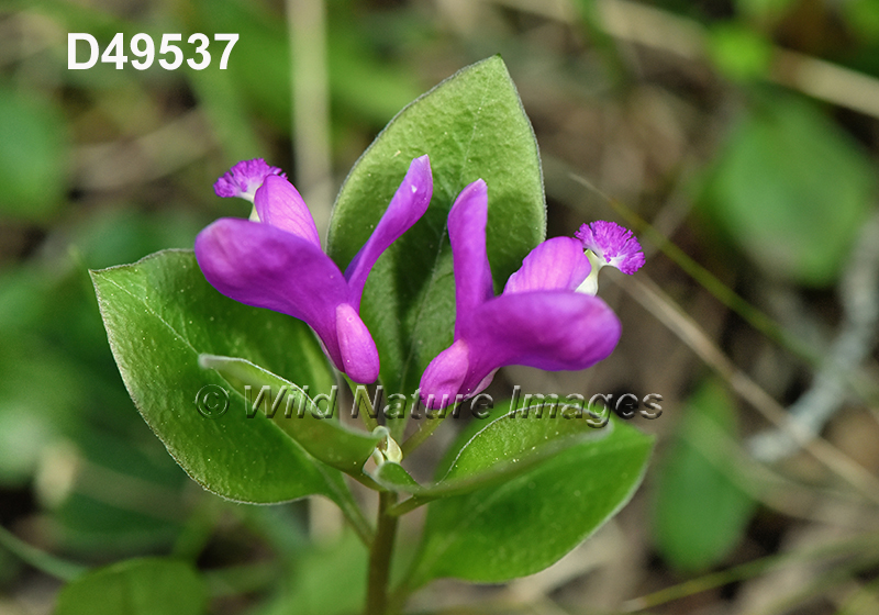 Polygala-paucifolia