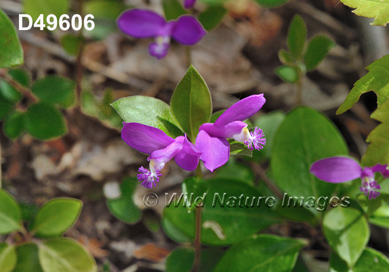 Polygala-paucifolia