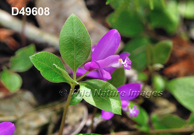 Polygala-paucifolia