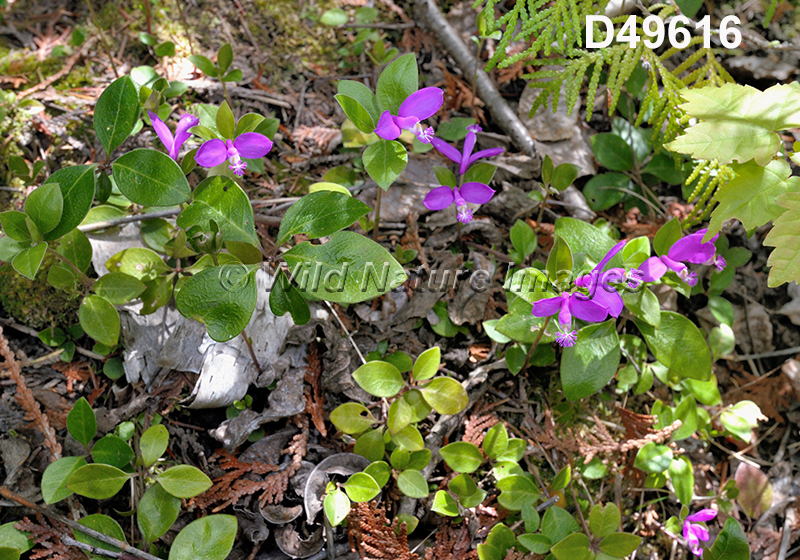 Polygala-paucifolia