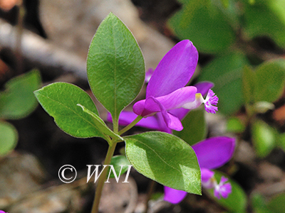 Polygala-paucifolia Fringed-Polygala