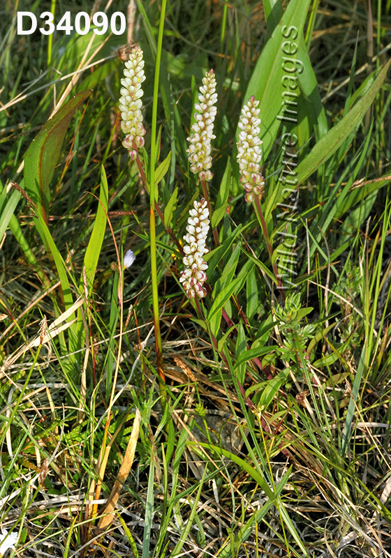 Polygala-senega Seneca-Snakeroot