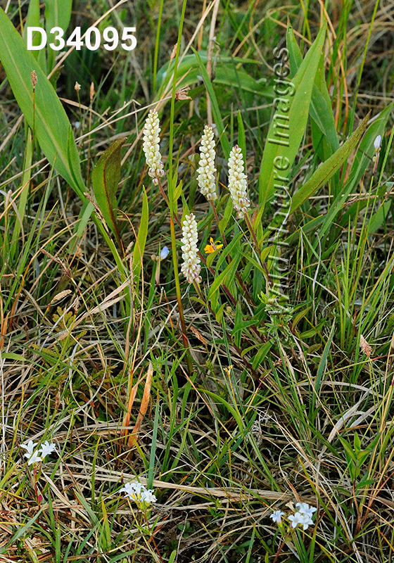 Polygala-senega Seneca-Snakeroot