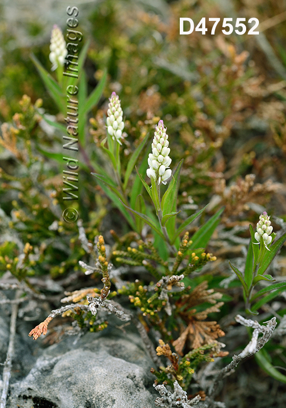 Polygala-senega Seneca-Snakeroot