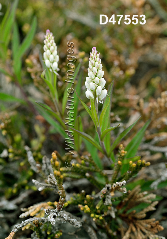 Polygala-senega Seneca-Snakeroot