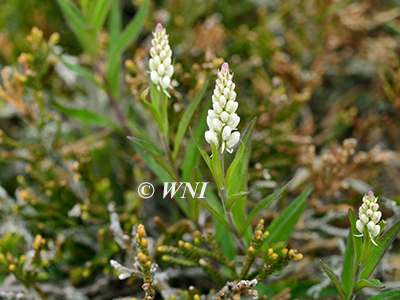 Polygala-senega Seneca-Snakeroot 