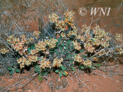 Eriogonum-jamesii James-Buckwheat Antelope-Sage