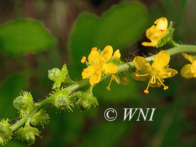 Agrimonia-gryposepala tall-agrimony