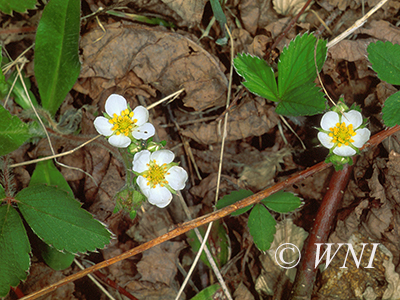 Fragaria-vesca woodland-strawberry