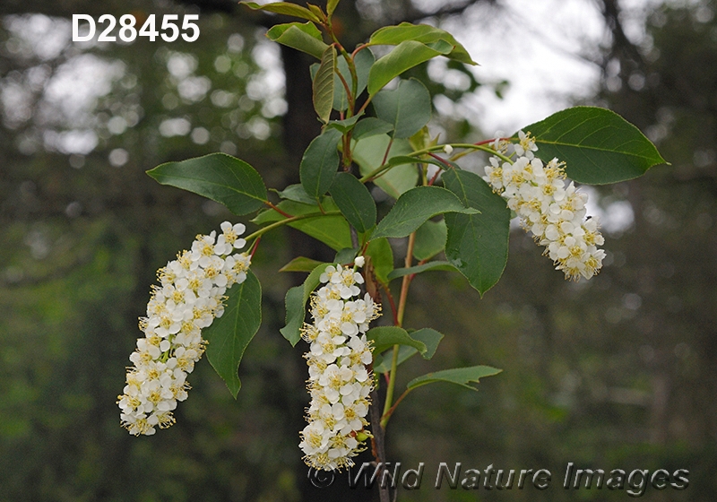 Prunus-virginiana Chokecherry