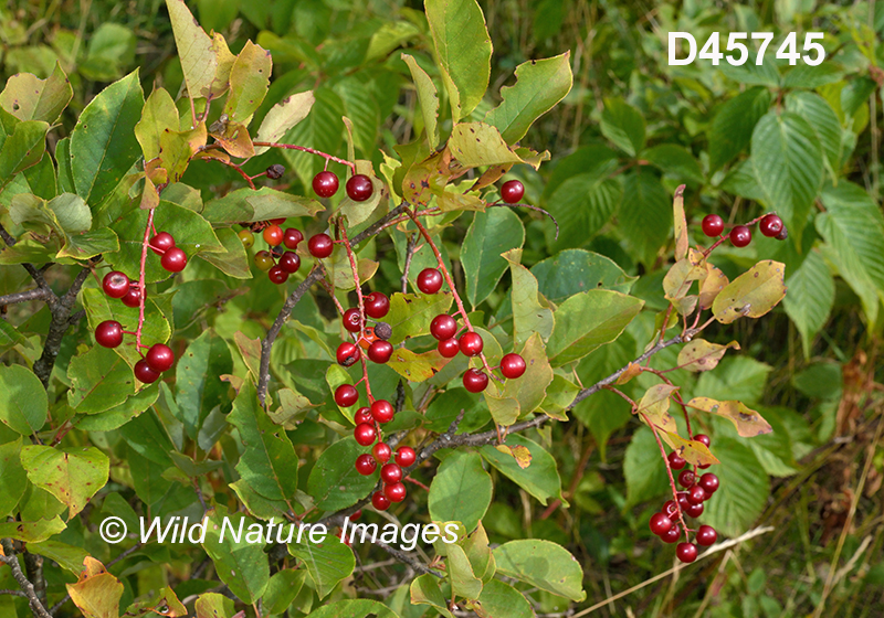 Prunus-virginiana Chokecherry
