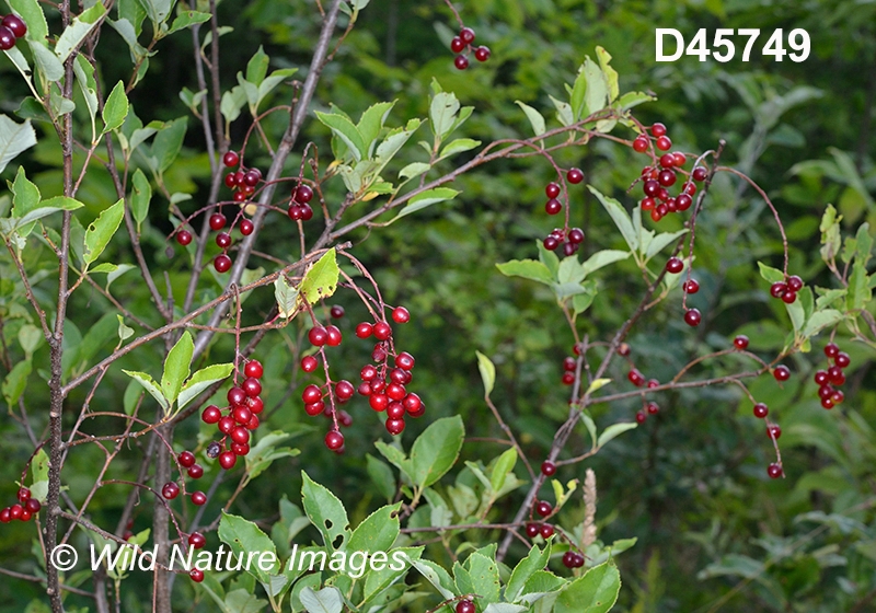 Prunus-virginiana Chokecherry