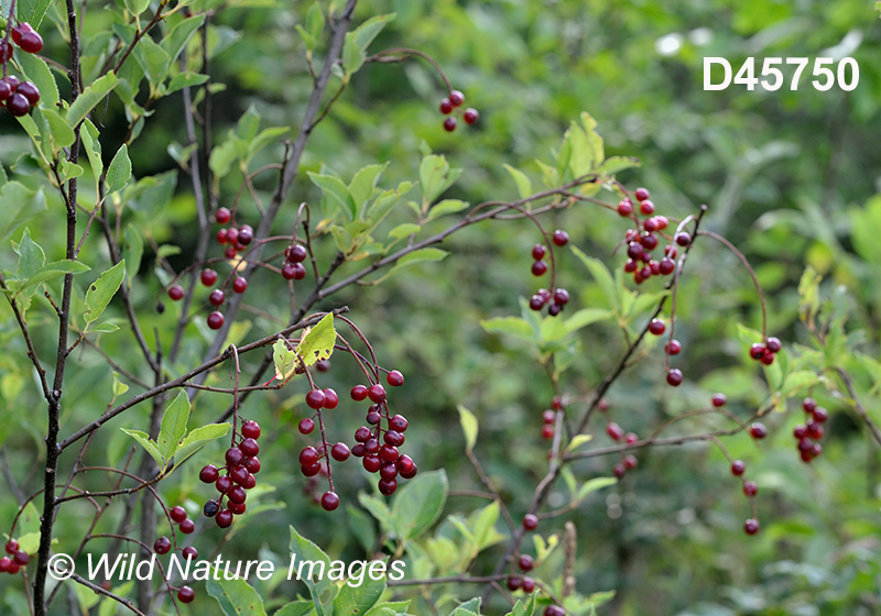 Prunus-virginiana Chokecherry
