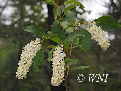 Prunus-virginiana Chokecherry