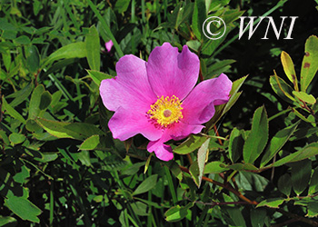 Rosaceae (Rose)