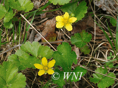Waldsteinia-fragarioides barren-strawberry