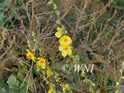Verbascum-sinuatum Mediterranean-mullein
