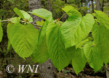 Tiliaceae (Linden)