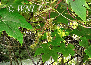 Vitaceae (Grapevine)