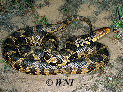 Fox Snake (Elaphe vulpina)