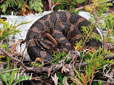 Sistrurus-catenatus Eastern-Massasauga