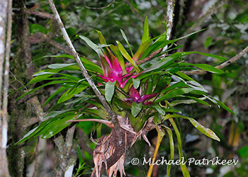 Bromeliaceae