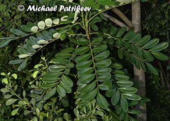 Simaroubaceae (Quassia)