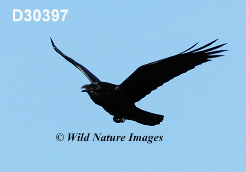 Corvus-corax Common-Raven Northern-Raven