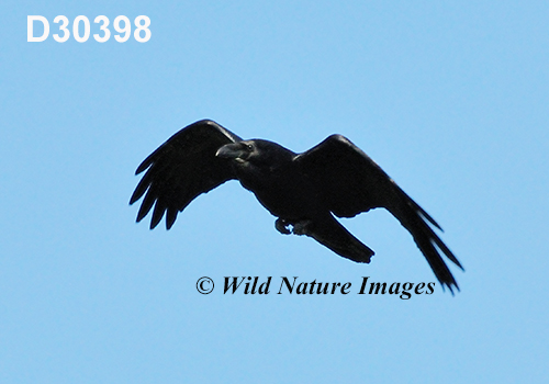 Corvus-corax Common-Raven Northern-Raven