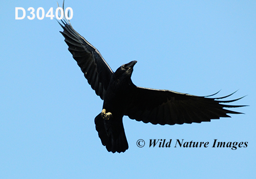 Corvus-corax Common-Raven Northern-Raven