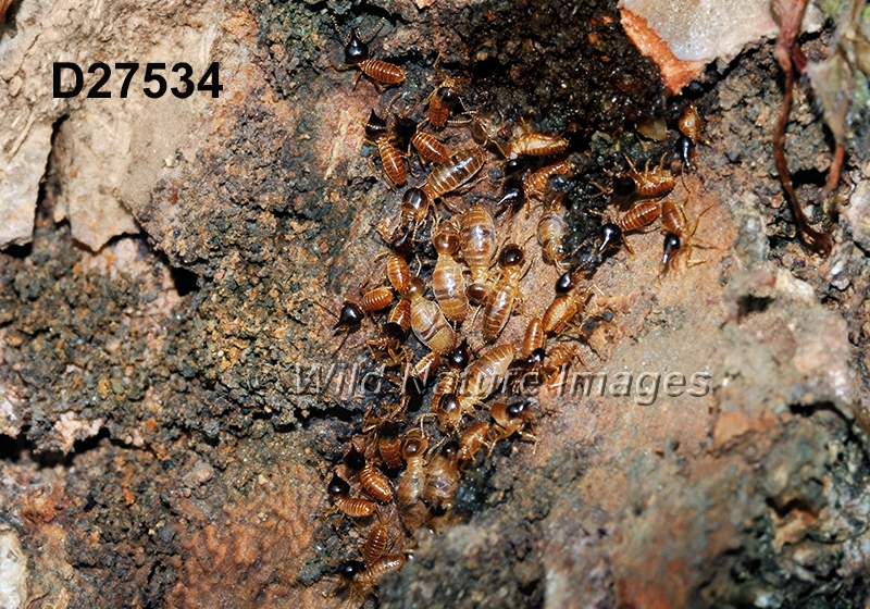 Nasutitermes corniger