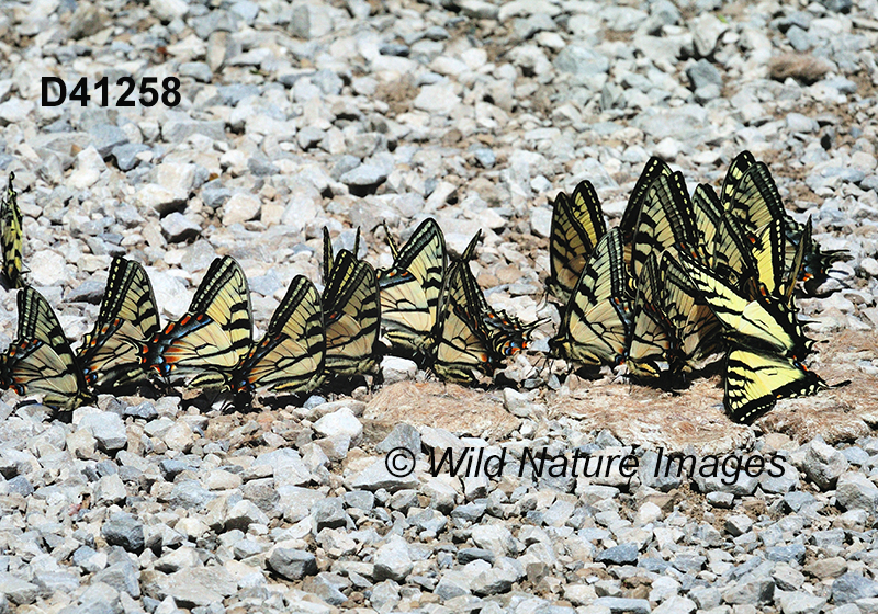 Papilio-canadensis Canadian-Tiger-Swallowtail