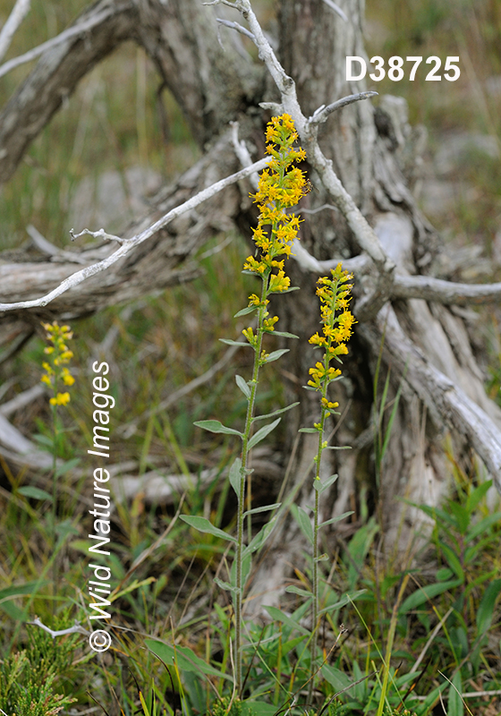 Solidago-hispida hairy-goldenrod