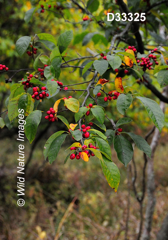 Lindera-benzoin common-spicebush