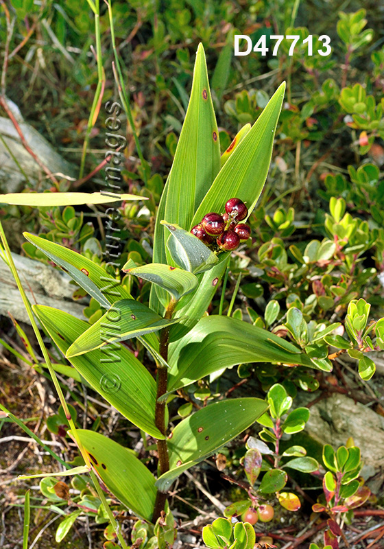 Maianthemum-stellatum
